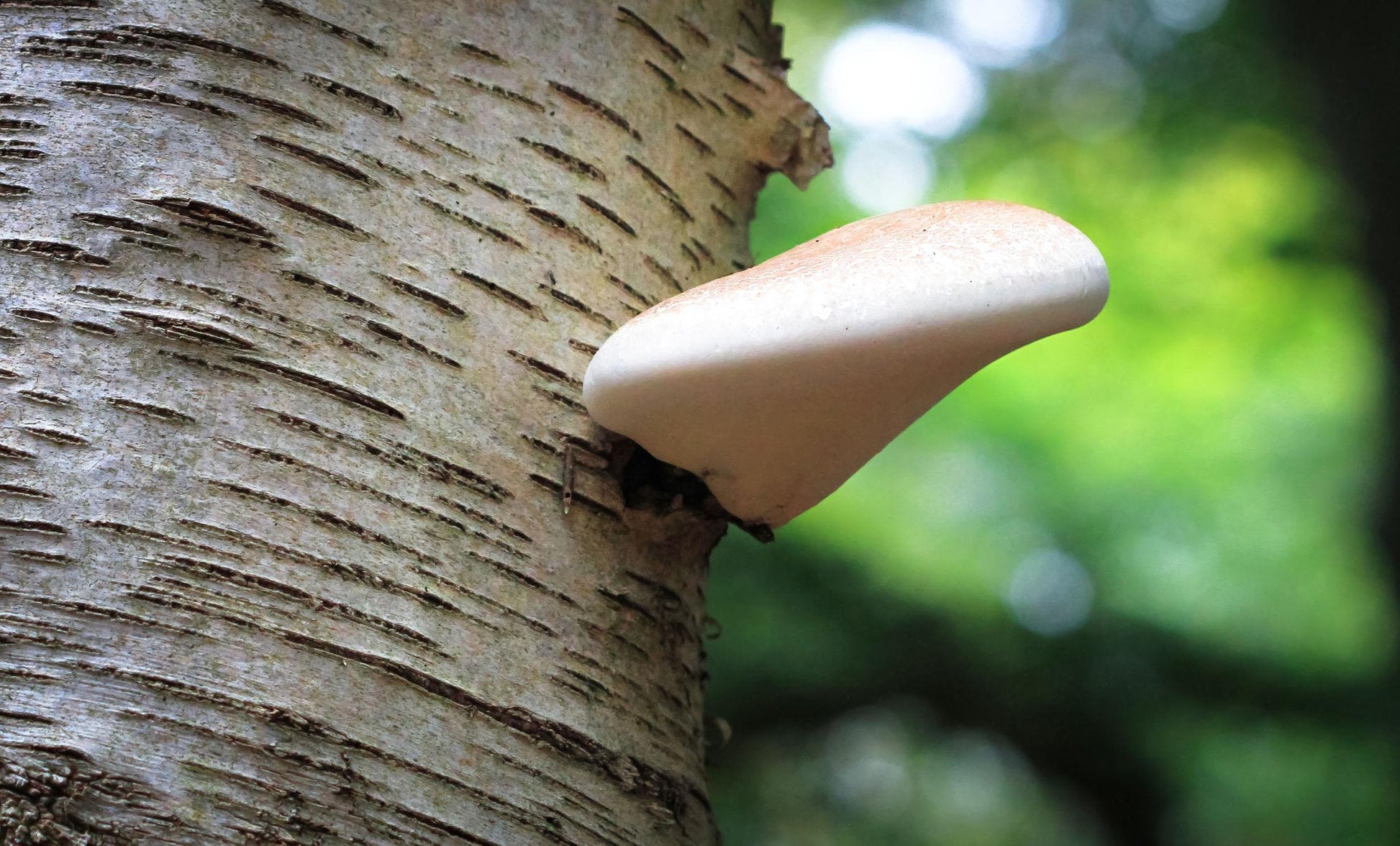 Fresh Fomitopsis betulina mushroom fruiting body