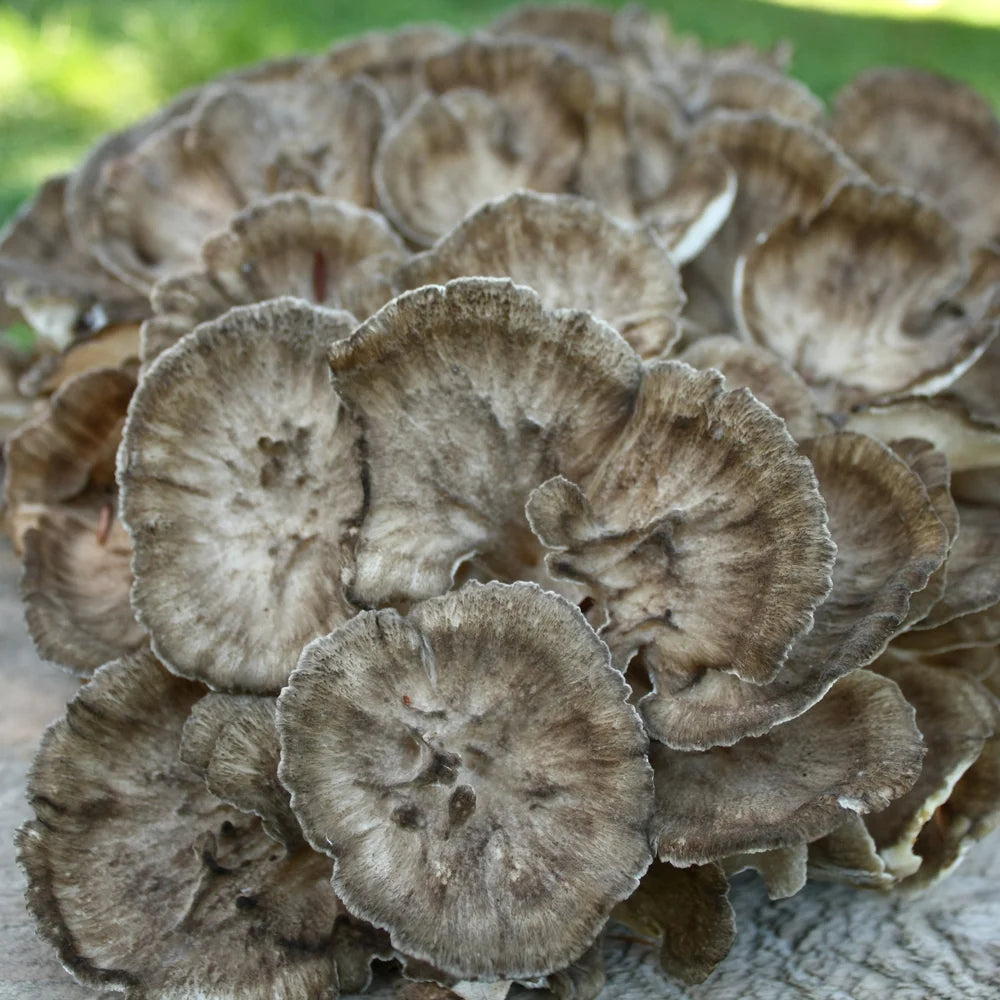 Close-up of a cluster of brown mushrooms on a wooden surface with a blurred green background.