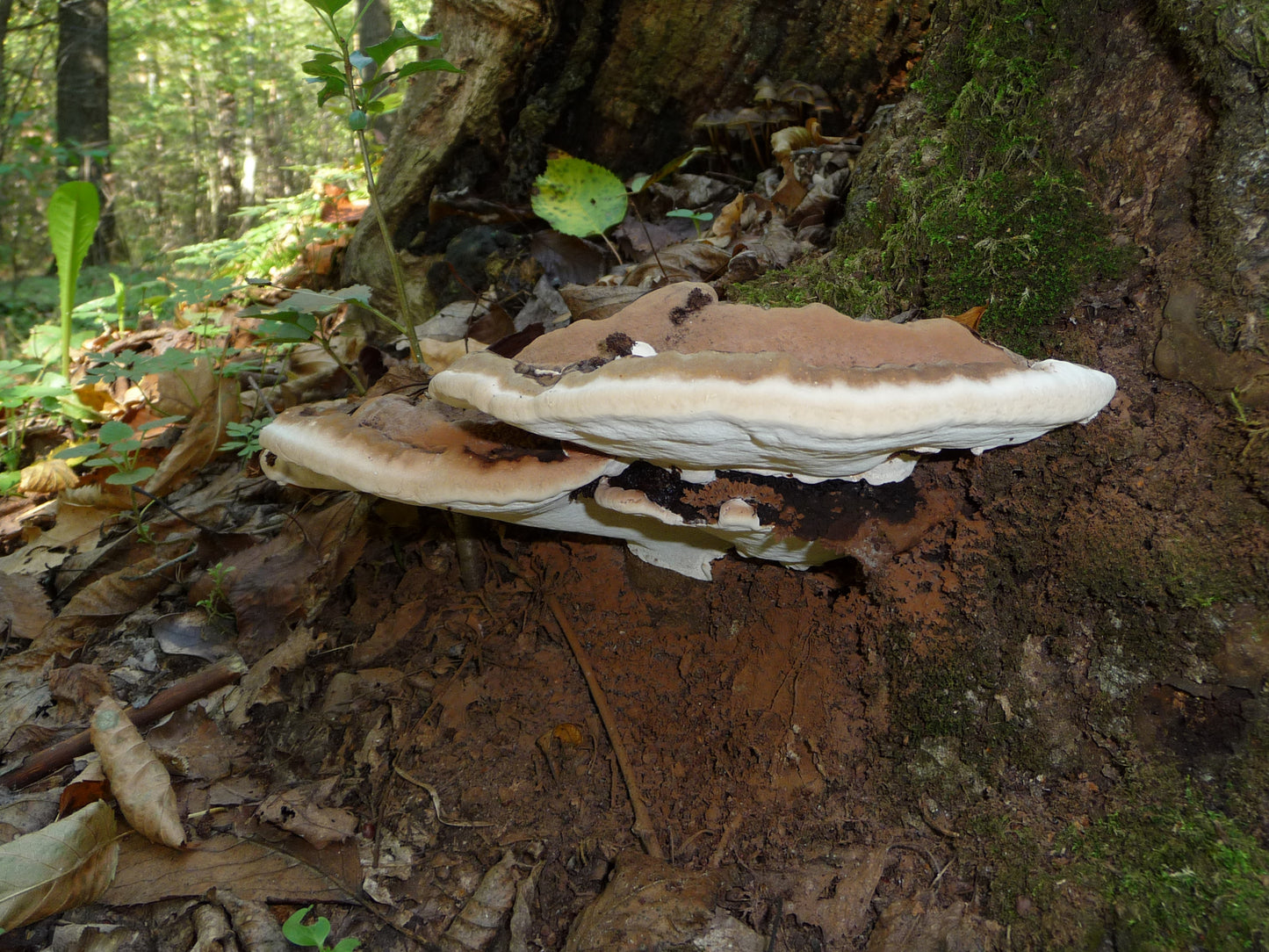 Fungi growing on a tree trunk in a forest setting