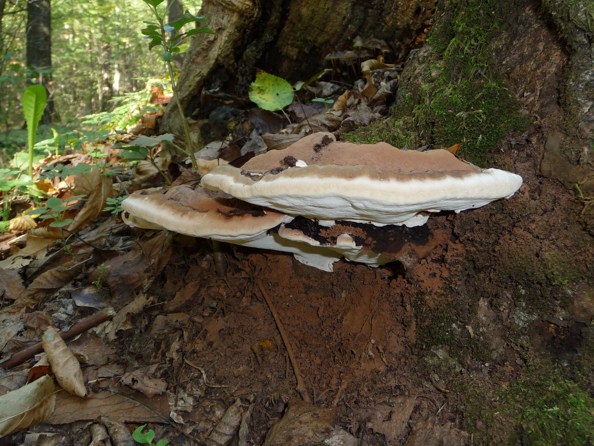 Fungi growing on a tree trunk in a forest setting