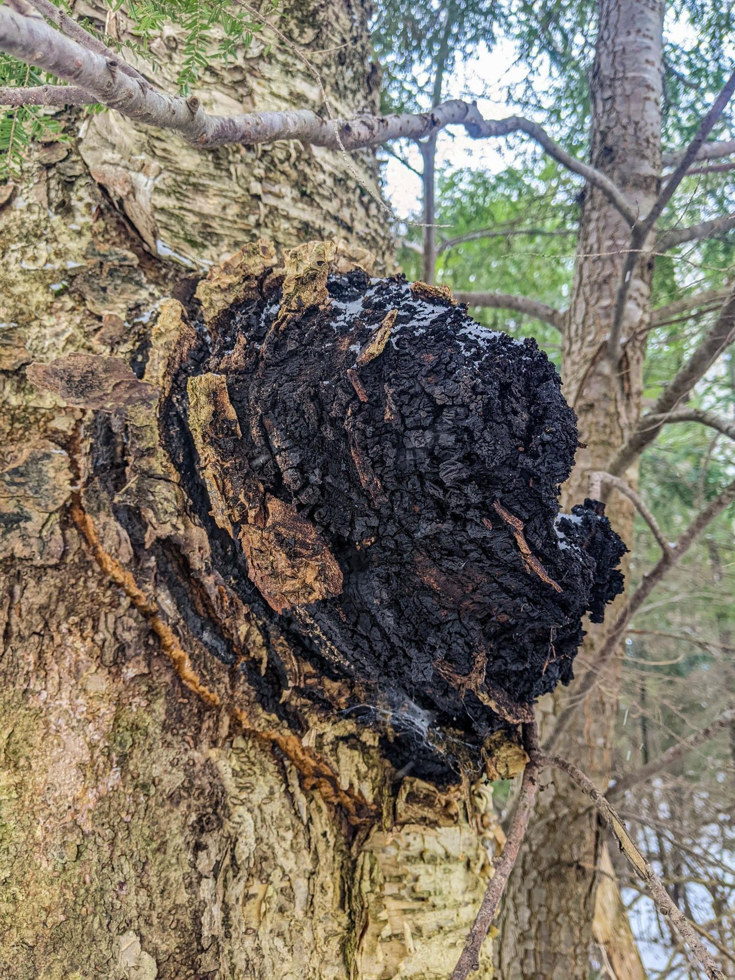 Fresh Chaga  on a tree trunk with a natural background