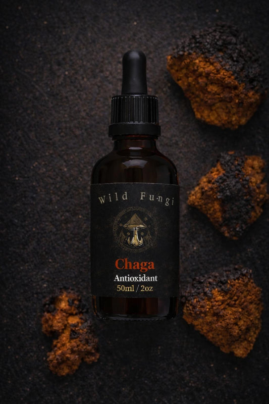 Bottle of Wild Fungi Chaga Antioxidant on a dark textured background with chaga mushrooms.