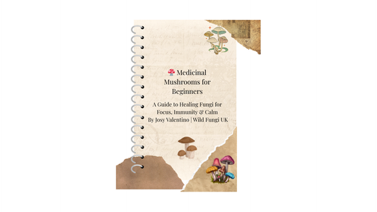 Medicinal mushrooms for beginners