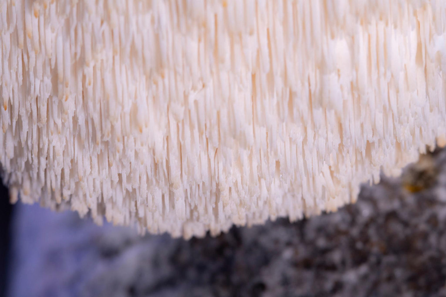 Fresh Hericium erinaceus Lion's Mane mushroom fruiting body